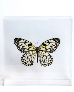 The Butterfly Company - Large Butterfly #1