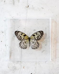 The Butterfly Company - Large Butterfly #1