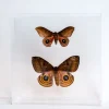 The Butterfly Company - Large Butterfly #6