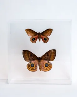 The Butterfly Company - Large Butterfly #6