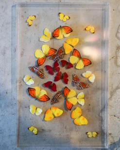 The Butterfly Company - Orange & Yellow Wall Hanging